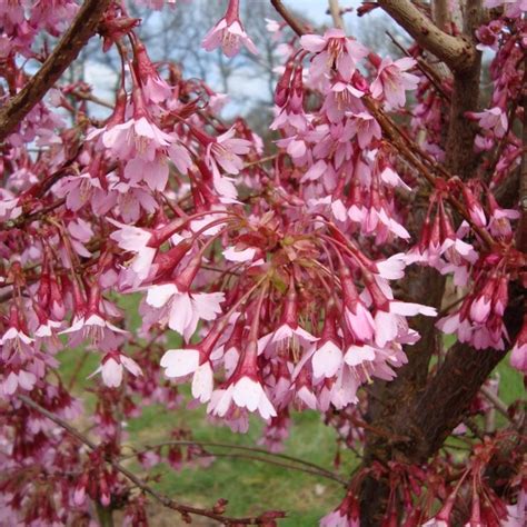 Prunus Okame Flowering Cherry Tree Buy Cherry Blossom
