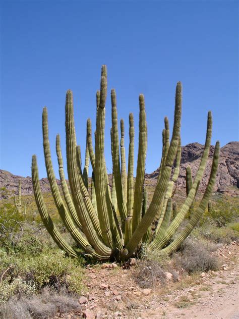 Organ Pipe Cactus National Monument Arizona Travel Photos By Galen R