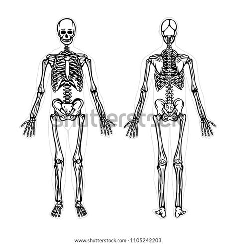 Human Skeleton Human Body Anatomy Skeleton Stock Vector Royalty Free