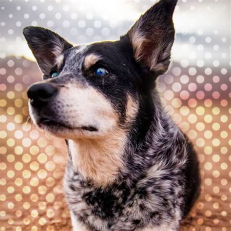 Blue Heeler Husky Mix Ausky Complete Guide Husky Mix Blue Heeler