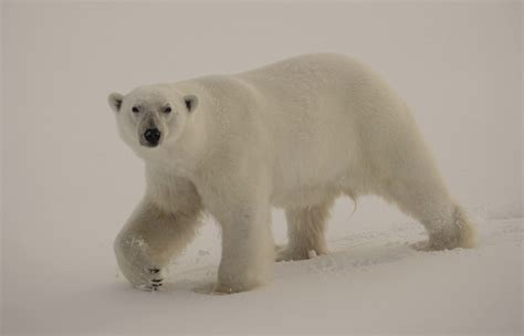 Realm Of The Polar Bear Kevin Morgan