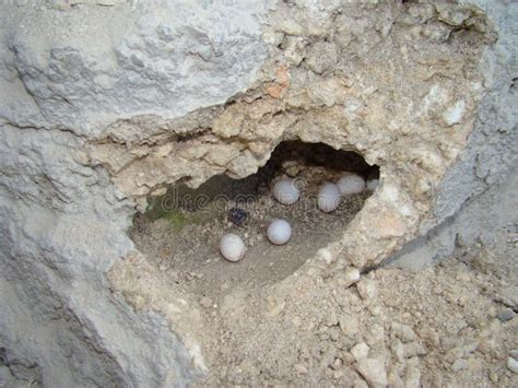 Lizard Eggs Was Found In A Small Hole Skink Skink A Smooth Bodied