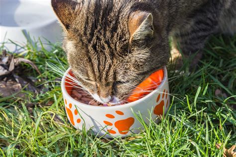 Free Images Grass Feed Bowl Food Kitten Eat Delicious Fauna
