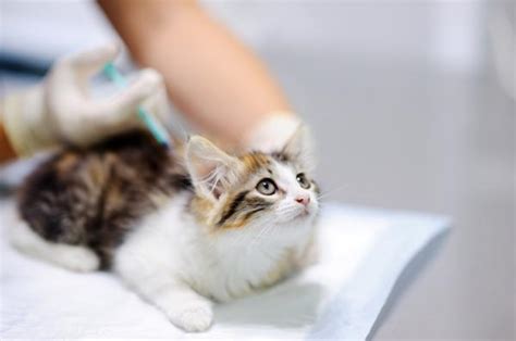 Peritonitis infecciosa felina PIF Contagio síntomas y tratamiento