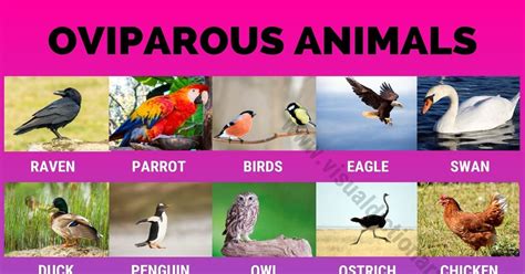 Egg Laying Animals Chart