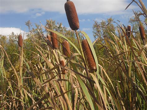 The Incredible Cattail — The Super Wal Mart Of The Swamp Backwoods