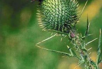 How to Spray Thistles With Roundup | Home Guides | SF Gate