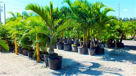 Fruits, also known as devil fruits or demon fruits in blox fruits, determine what abilities and boosts your character possess. Palm Tree Nursery Near Me | Beltran Nursery and Landscape