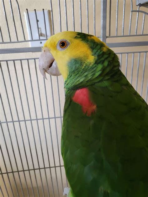 Double Yellow Head Amazon Parrots For Sale