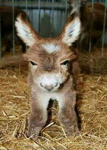 Cute Little Baby Donkey Or Is It A Stuffed Animal I Dont