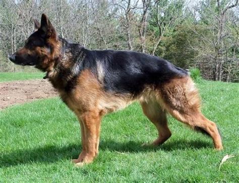 Check spelling or type a new query. Black & Red Trained Adult Male German Shepherd for sale ...
