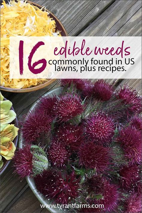 16 common edible weeds growing in your yard... with recipes! - Tyrant Farms