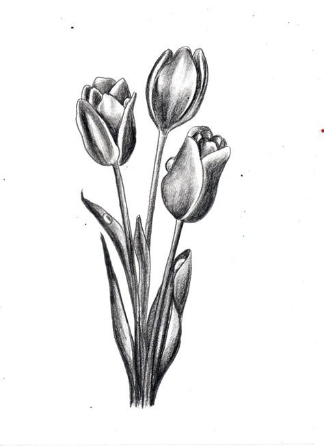 How To Draw Tulip Flowerflower Drawing Series3 Tulip Drawing
