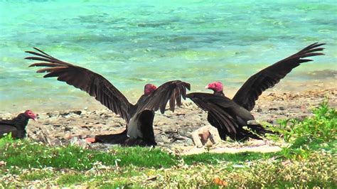 Turkey Vultures Fighting Along The Public Beach Of Guardalavaca Cuba