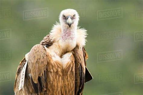 Griffon Vulture Gyps Fulvus Portrait Israel Stock Photo Dissolve