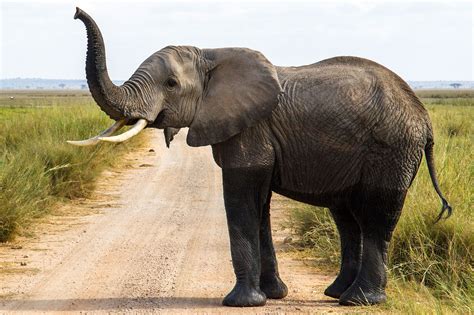 60x90 Poster Afrikanischer Elefant