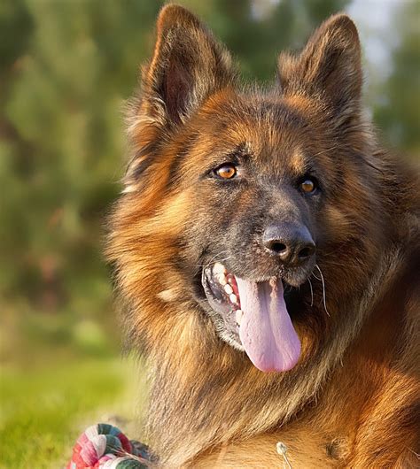 A long haired german shepherd is a coat variation of the standard german shepherd. Long Haired German Shepherds: 12 Fast Facts and Info