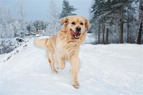 Golden Retriever Running On The Snow Stock Photo Image Of Cheerful