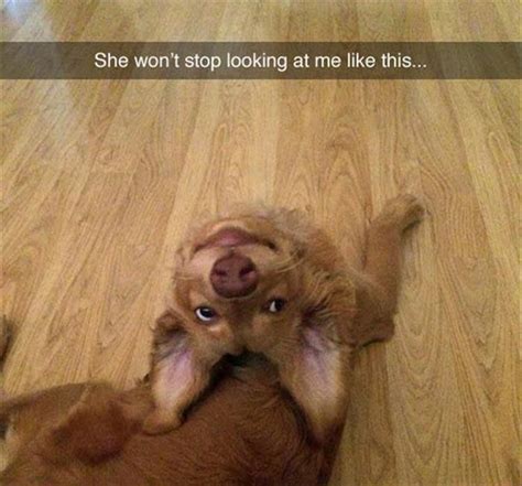 Funny Animal Pictures Of The Day 26 Pics Funny Dog Memes Funny