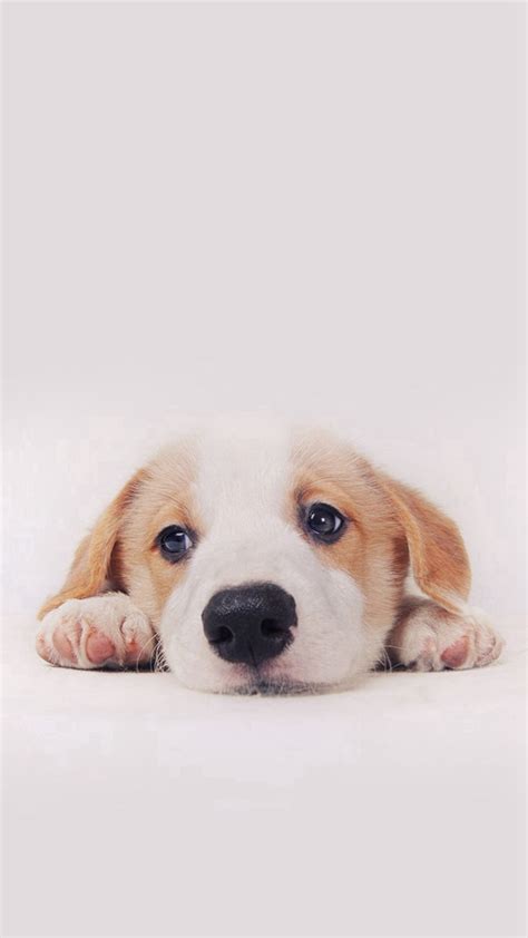 41 Cute Dog Phone Wallpapers Wallpapersafari