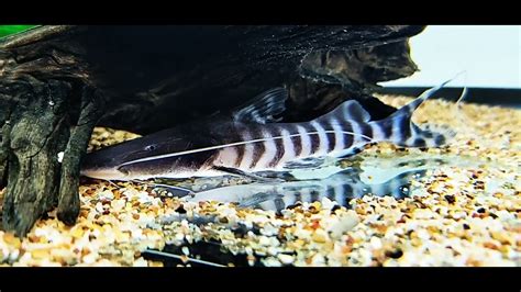 Tigrinus Catfish YouTube