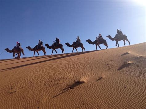 Caravana De Camellos Camels Trekking Merzouga Camello Caravanas