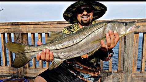 How To Catch Snook Off Florida Piers Tips And Rigs Youtube