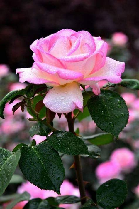 Pin De Christina Miller En Roses Rosas Bonitas Rosas Flores Bonitas