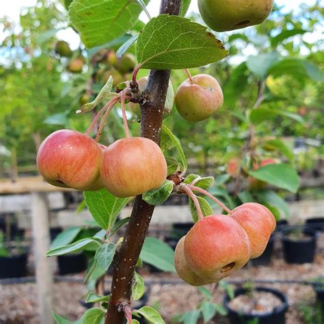 Buy Malus Evereste Crab Apple From Derwent Treescapes