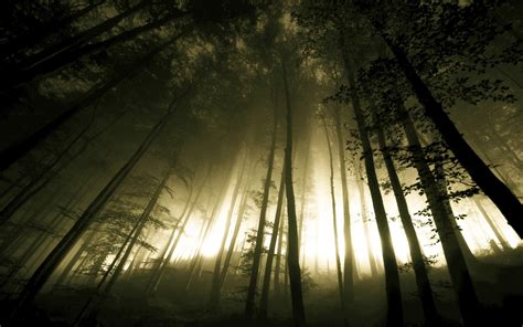 Download Dark Forest Fog Trees Hd Wallpaper By Stephenm Hd Dark