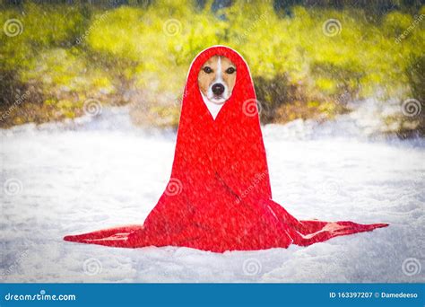 Freezing Icy Dog In Snow Stock Image Image Of Blizzard 163397207