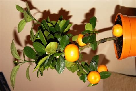 Mandarynka (Citrus reticulata) 'Blanco' - Encyklopedia Kwiaty Ogrody