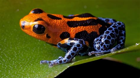 Poison Dart Frog Facts For Kids Poison Dart Frogs Live In Rainforest