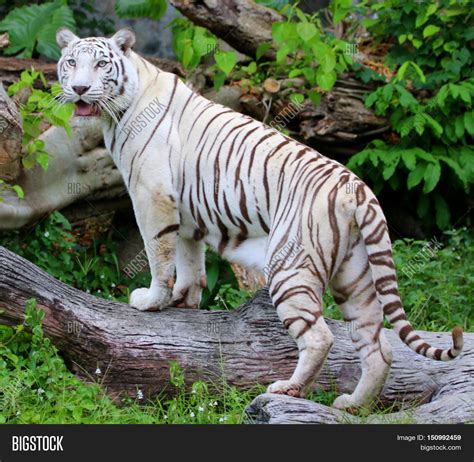 Female White Bengal Image And Photo Free Trial Bigstock