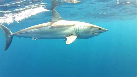 Sydney Mako Sharks Youtube