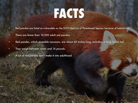 Red Panda Facts For Kids Yahoo Image Search Results