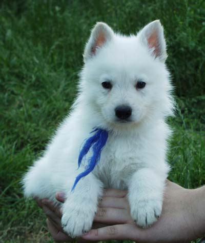 White is always an interesting color to see in a dog. SureFire Shepherds - Recommended Links