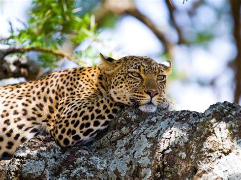 Premium Photo Leopard Is Lying On A Tree And Yawns National Park