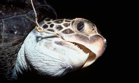 Hawksbill Turtle Sea Turtles Species Wwf
