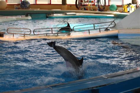 Dolphin Show National Aquarium In Baltimore Md 1212217 Photograph