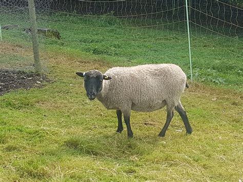 Selection Of Ewes For Sale Shetland Sheep Society