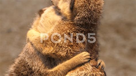 Close Up Of Two Meerkats Hugging 4k Stock Footage By Gdmpro