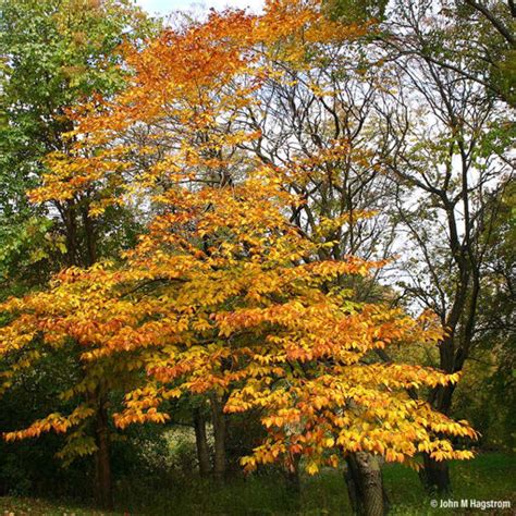 American Beech Trees Fagus Grandifolia Real Live Plants Starter Plant