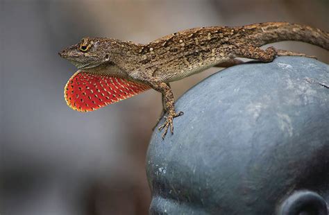 Leaping Lizards Theres A New Anole In Town West Hawaii Today