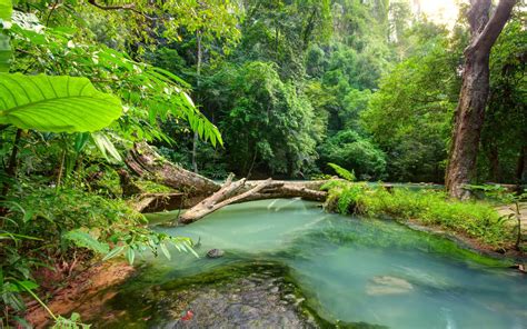 Tropical Landscape Blue River In The Jungle Fallen Wood