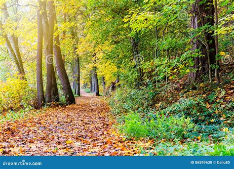 Pathway Through The Autumn Forest With Sunbeams Stock Photo Image Of