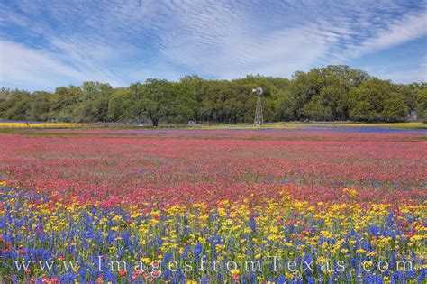 Texas Wildflowers Spring 2019 Part 1 Rob Greebon Photo Blog