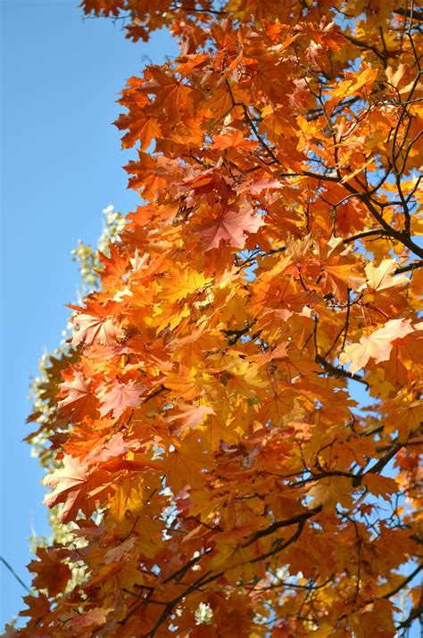 Free Images Nature Branch Sunlight Season Maple Tree Maple Leaf