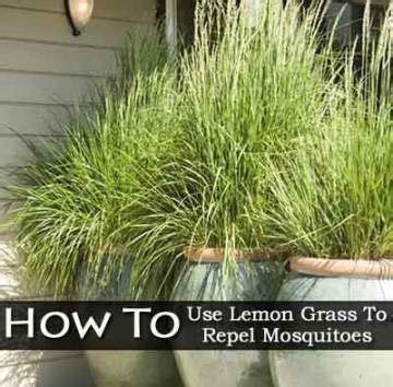 51+ Ideas For Plants That Repel Mosquitos In Florida | Mosquito ...
