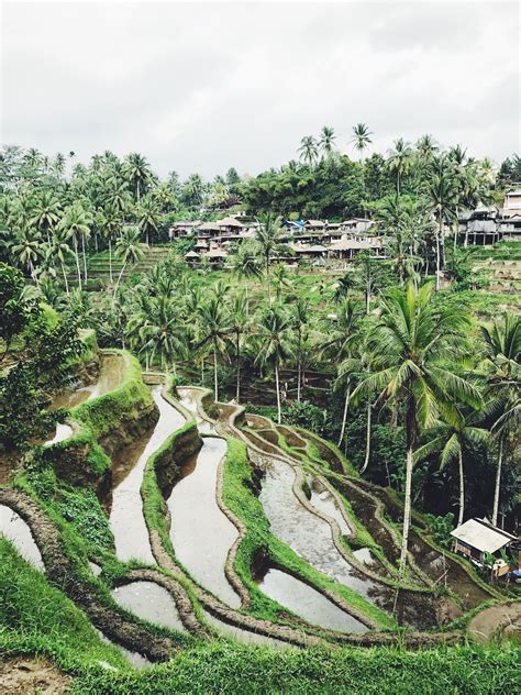 Bali Ubud Rice Fields Ubud Outdoor Travel Diary